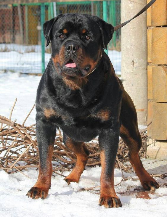 Rottie