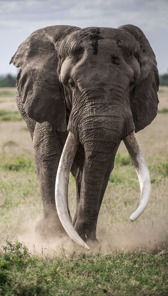 Elephant | Gentle Giant!