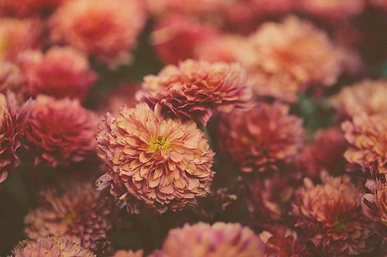 Dahlias Dahlia Bloom Flowers