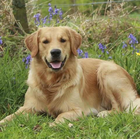 The Most Popular Dog Breeds From Your Childhood Top 10 Cutest