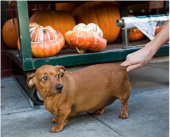 Pin On Dachshund