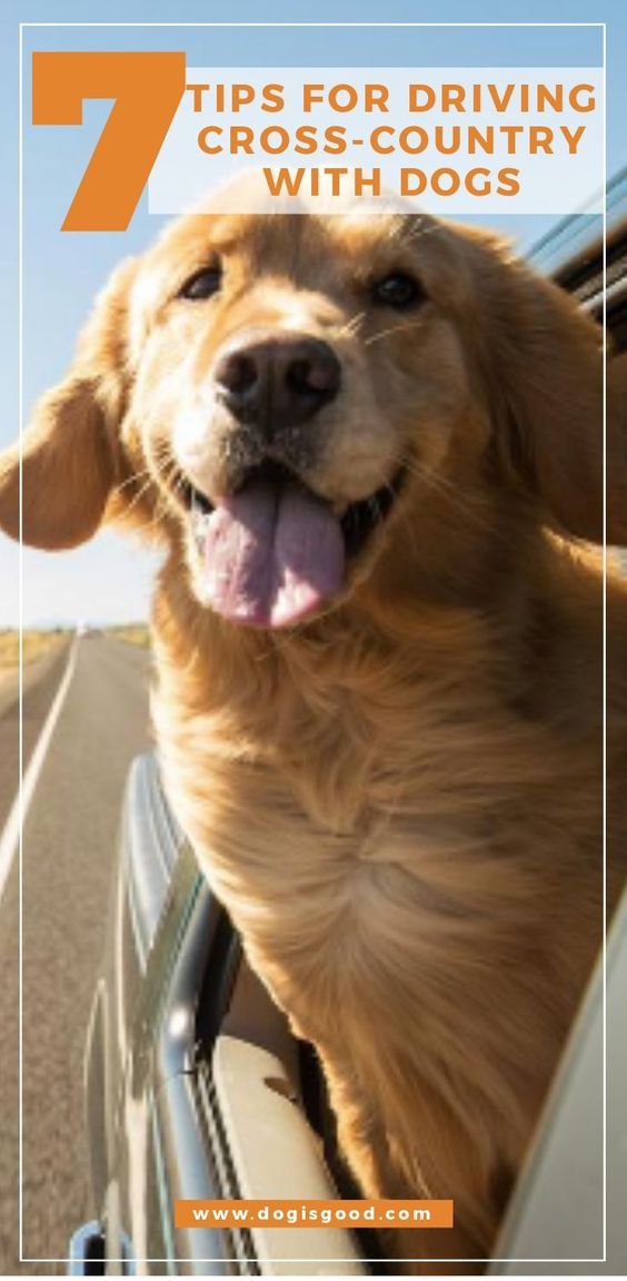 7 Tips for Driving Cross-Country with Dogs - Dog is Good