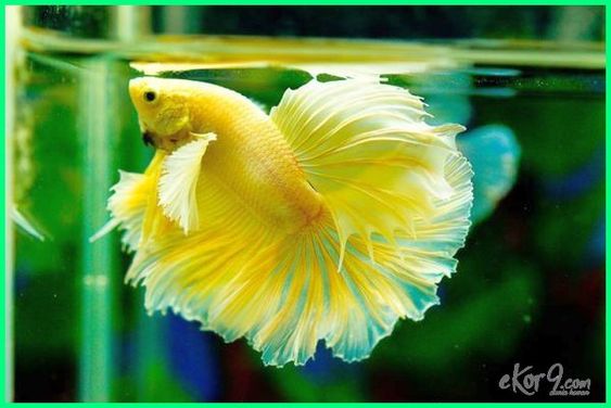 Ketahui 6 Tanda Ikan Cupang Sakit Serta Cara Mengatasinya Dunia Fauna Hewan Binatang Tumbuhan Binatang Hewan Ikan