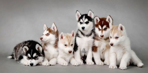 Siberian Husky German Shepherd Mix What An Amazing Looking Mutt