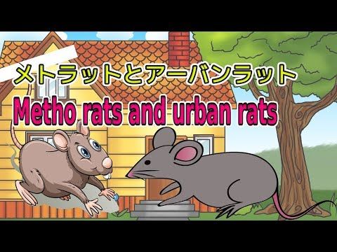 The Story Of The Children S Stories Rats And Urban Rats 子供たちの物語 ネズミと都会の ネズミ 子供 都会 The Story Of The Children S Stories Rats And Urban Rats 子供たちの物語 ネズミと都会の ネズミ 子供 都会