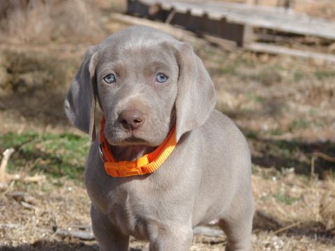 Weimaraner Puppy For Sale In Amorita Ok Adn 61364 On Puppyfinder