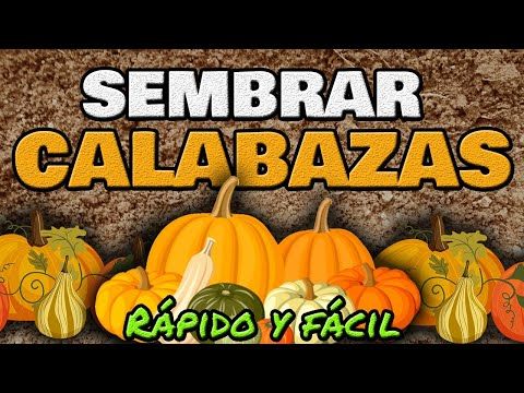 Cómo Sembrar Y Cultivar Calabaza O Zapallo Rápido Y Fácil Youtube Cultivo De Calabaza Plantar Calabazas Jardín De Productos Comestibles