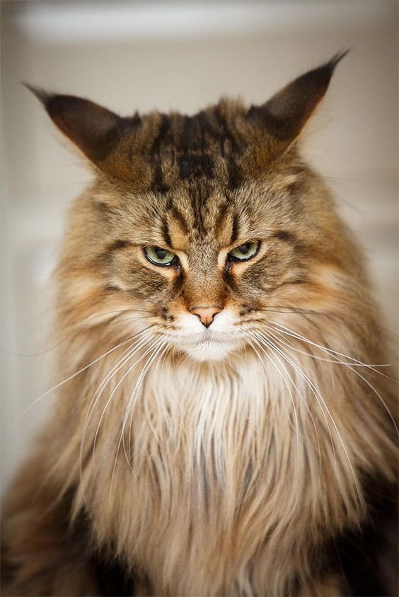 ป กพ นโดย Lana W ใน แมว Cats แมว