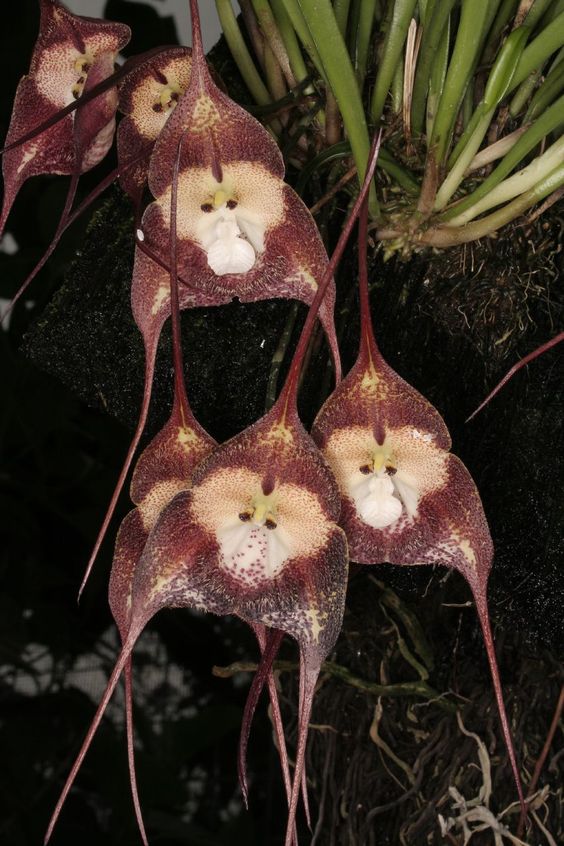 Monkey Orchid (Orchis simia)