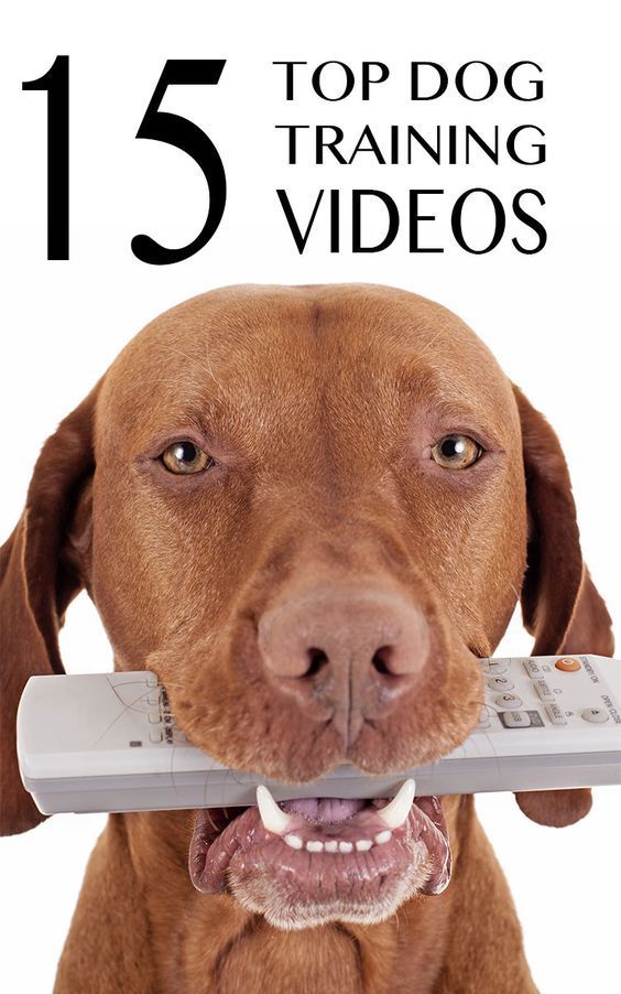 15 Free Top Quality Dog Training Videos Selected By Pippa