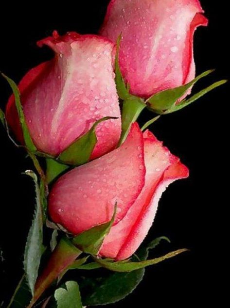 roes-flowars