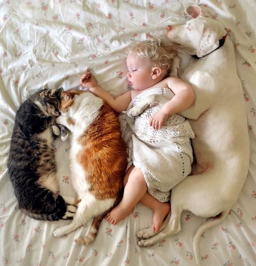 Cuteness Overload with sleeping animals and baby wrapped in knit blanket upon a floral sheet. #animalfriendship #sleeping #babyanddog
