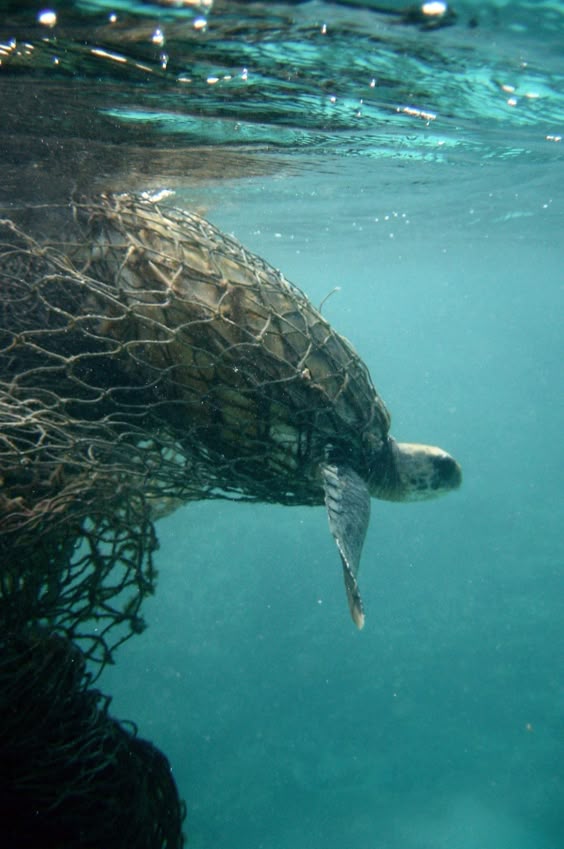 world-conservation-day-nature-photos