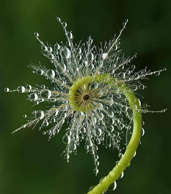 50 Visually Pleasing Examples Of Geometrical Symmetry In Nature (New Pics)
