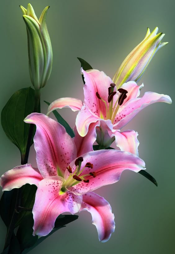 Lily of the Valley