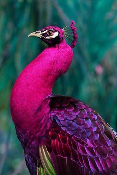 Animals Photo: Peacock