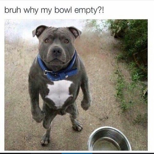 Pitbull Dog Meme Tumblr Animal Humour Funny Dog Pictures
