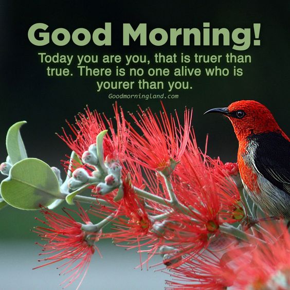 Enjoy beautiful Friday by sharing Good morning Friday images