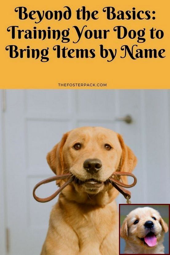 Dog Behavior Training York Pa And Dog Behavior Excessive Sniffing