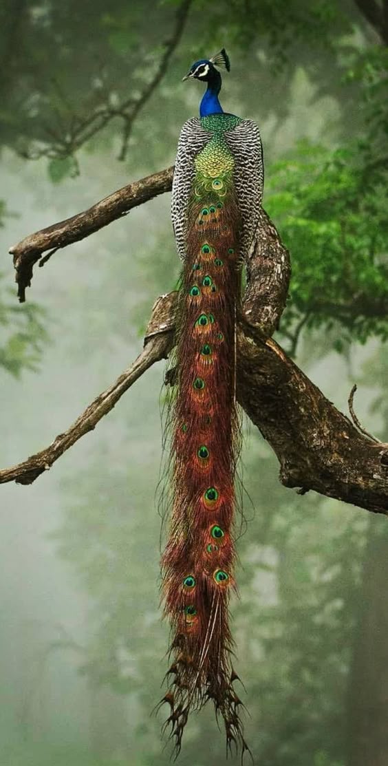 ๐ฅ The long, gorgeous feathers on this peacock