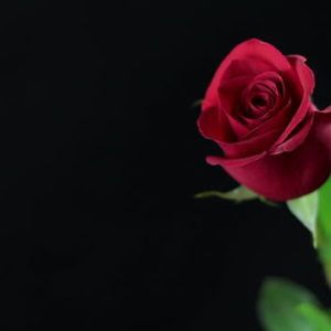 D Enchanted Garden 3 Hoko As I Stand Upon The Many Seas Between Us Waiting And Watching For Thouest To Rose Wallpaper Black Roses Wallpaper Rose Images
