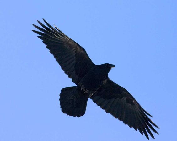 Common Raven