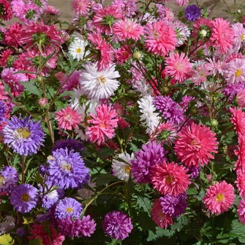 Aster Flowers For Rickey26 30 Pieces Flower Desktop Wallpaper Buy Flowers Online Aster Flower