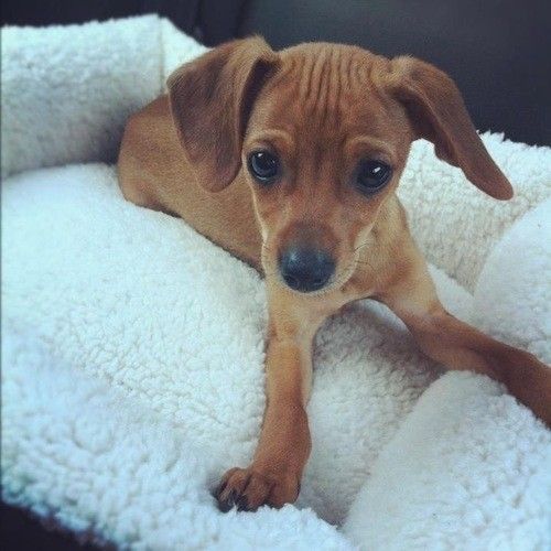 34 Unreal Dachshund Cross Breeds You Have To See To Believe
