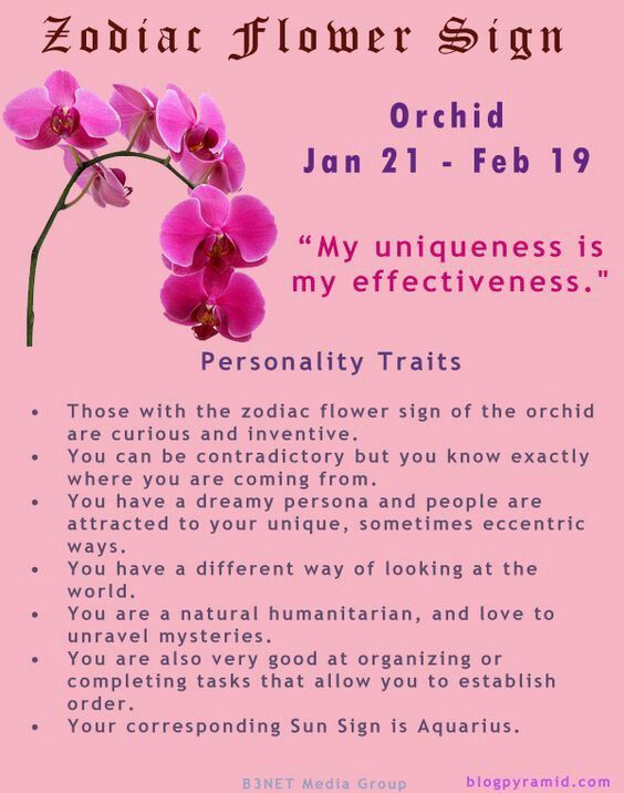 Orchid Species Names Flower Of The Holy Spirit Orchids Holy Spirit Orchid Flower