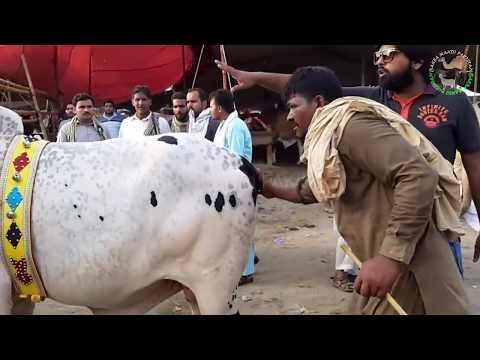 Cow Mandi Men Sooday Main Dhooka Dekho Youtube Cow Men Animals