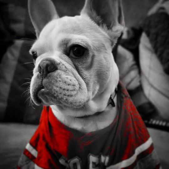 French Bulldog Via Batpig Me Tumble It Bat Dog Frenchie