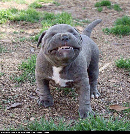 Staffordshire Bull Terrier Cutie