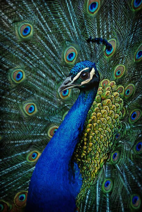 ✮ Peacock---- LOVE peacocks