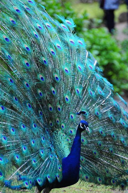 Peacock blue