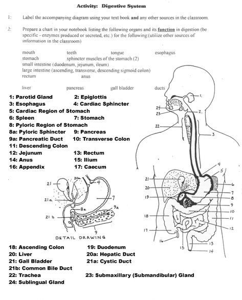 A&P Worksheets - Google Search | Digestive System Worksheet, Body Systems Worksheets, Digestive System Anatomy