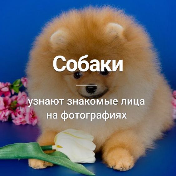 НаШи ЛюБиМые ЖивоТные