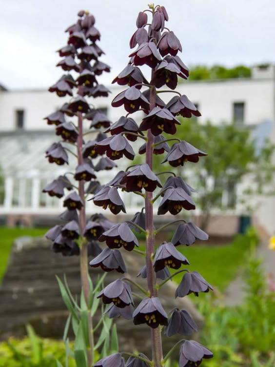Fritillaria persica (Persian Lily) | World of Flowering Plants