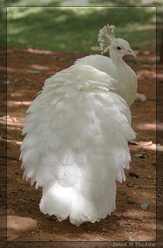 Amazing wildlife - White Peacock photo #peacock