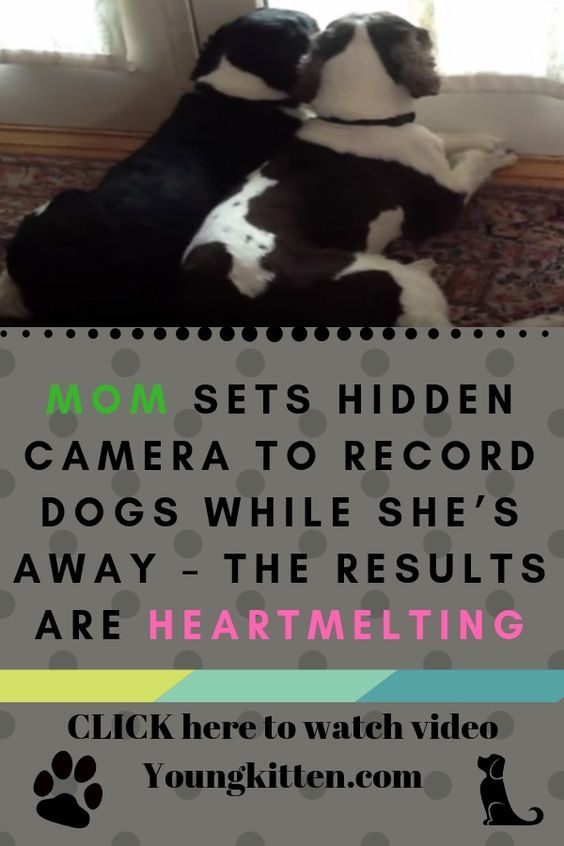 dogs and puppies videos stories dogs videos stories puppy videos stories dogs puppies pets dogs cats and kittens dog gifs