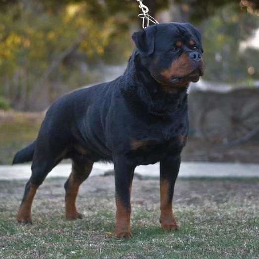 Von Ruelmann Rottweilers Inc German Rottweiler Puppies For Sale