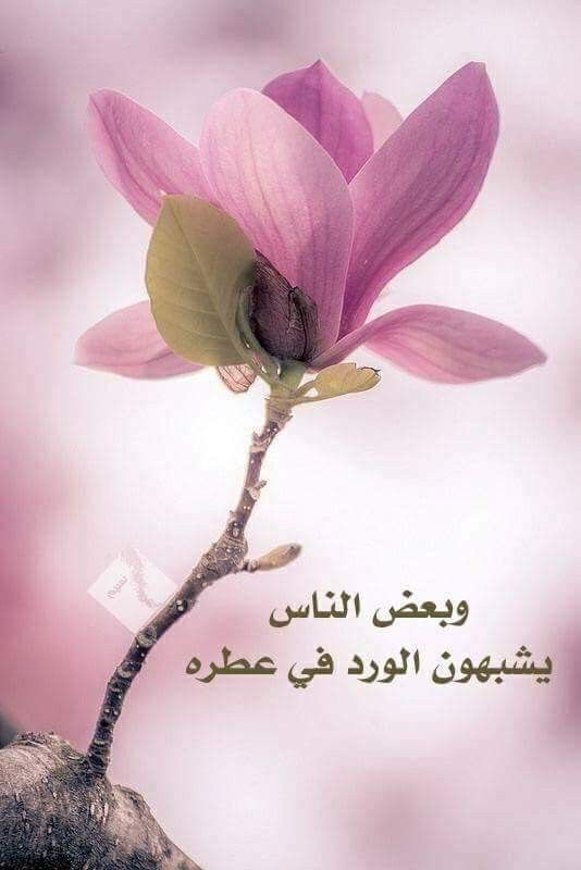 وبعض الاشخاص تتلون الحياة معهم بلون الورد ننسى هموم الحياة بوجودهم يبهجون القلب ويبقى Beautiful Morning Messages Beautiful Morning Morning Messages