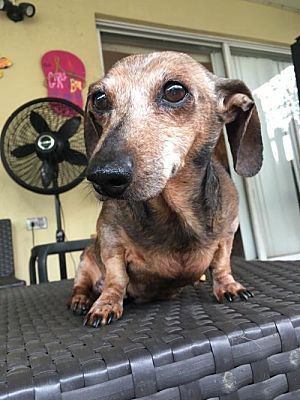 Renata Fl With Images Dog Adoption Dachshund Rescue