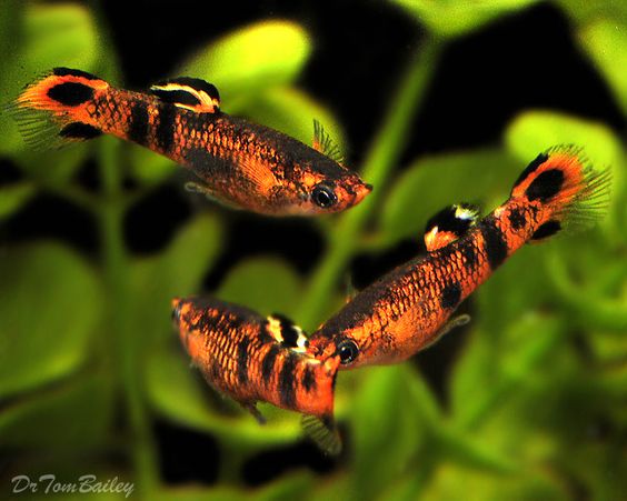 types of guppies 27 types of guppies swamp guppy