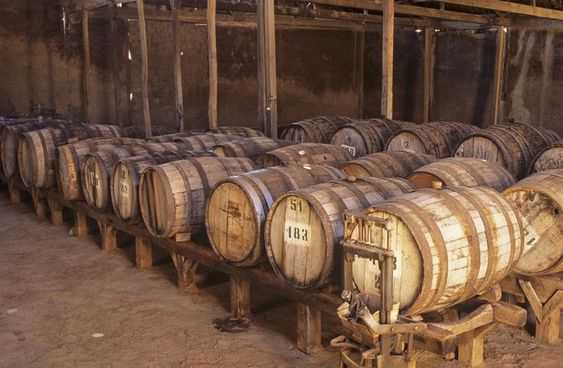 Bodega de pisco y viñedos en Ica, Perú