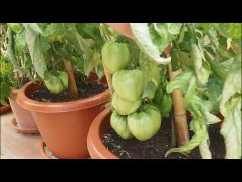Macetohuerto Tomates Corazón De Buey Youtube Tomate Agricultura Plantas