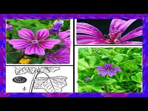 Para Que Sirve Y Como Utilizarlo La Suelda Consuelda Youtube Como Plantar Una Planta Malva Planta Plantas