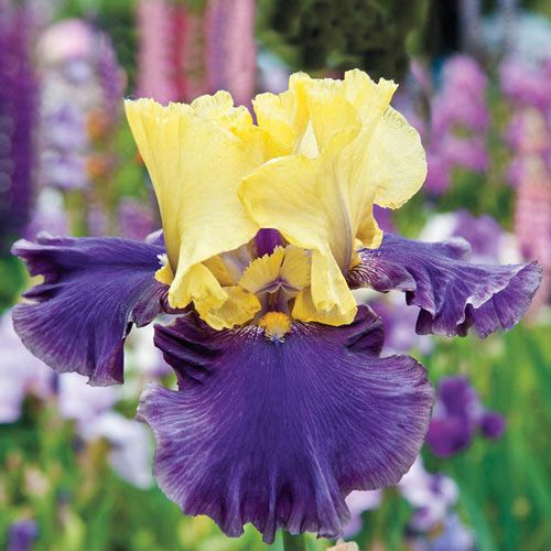 Best Bet Reblooming German Iris Flowers