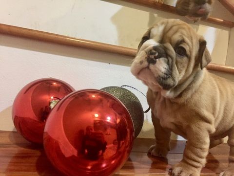 English Bulldog Puppy For Sale In White Hall Md Adn 57991 On