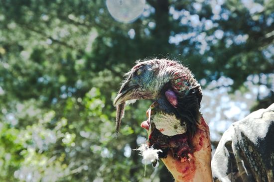 How To Field Dress And Butcher A Turkey Georgiapellegrini Com Field Turkey Stock Recipe Outdoor Adventure