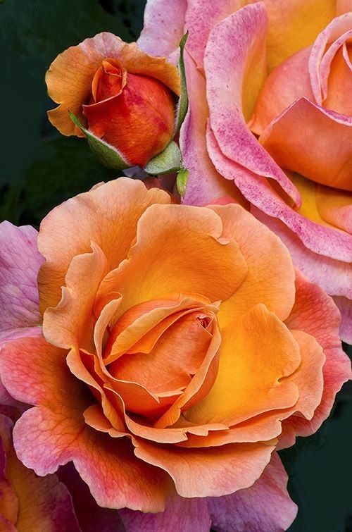 #flower Tahitian Sunset Rose